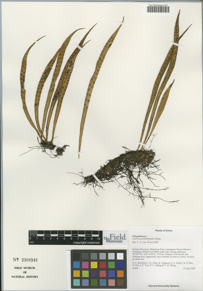 Lepisorus pseudonudus photo 6