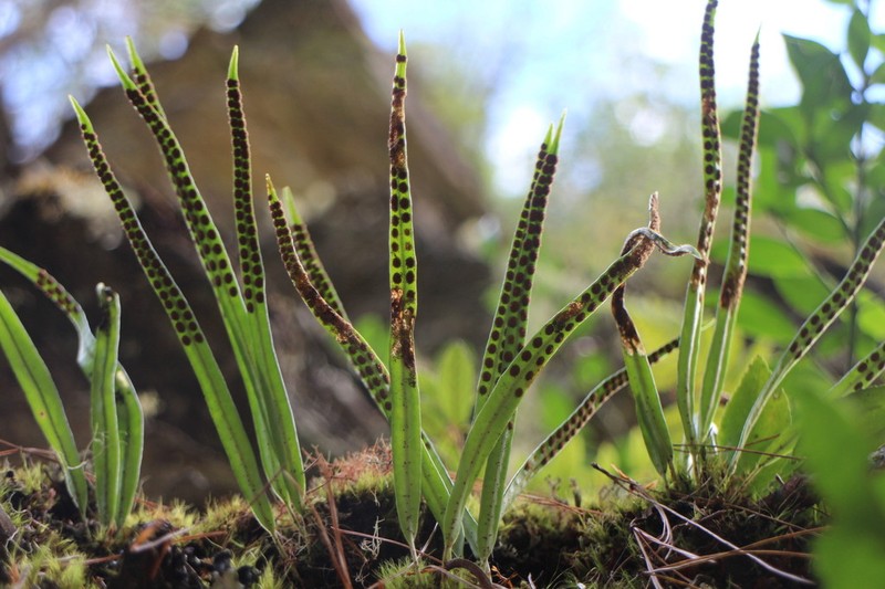 Lepisorus pseudoussuriensis