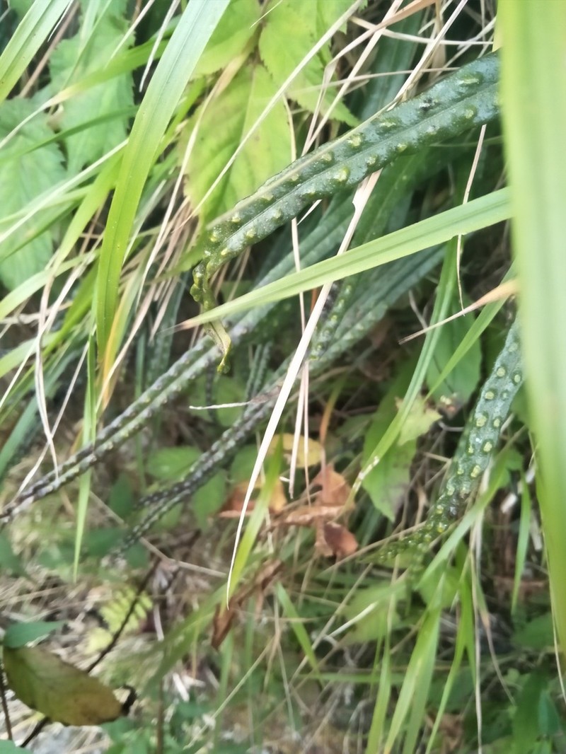 Lepisorus pseudoussuriensis photo 2