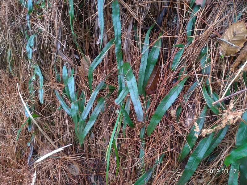 Lepisorus pseudoussuriensis photo 3