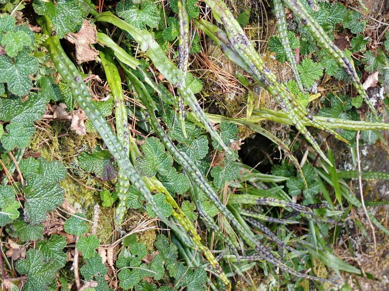 Lepisorus pseudoussuriensis photo 4