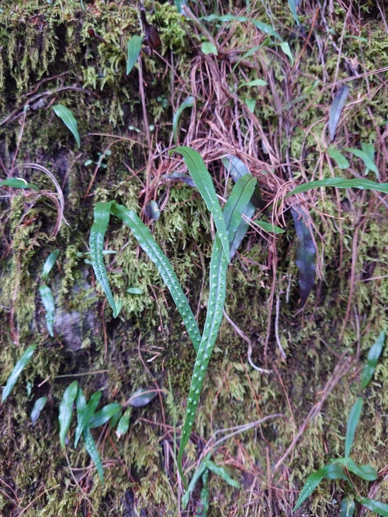 Lepisorus pseudoussuriensis photo 5