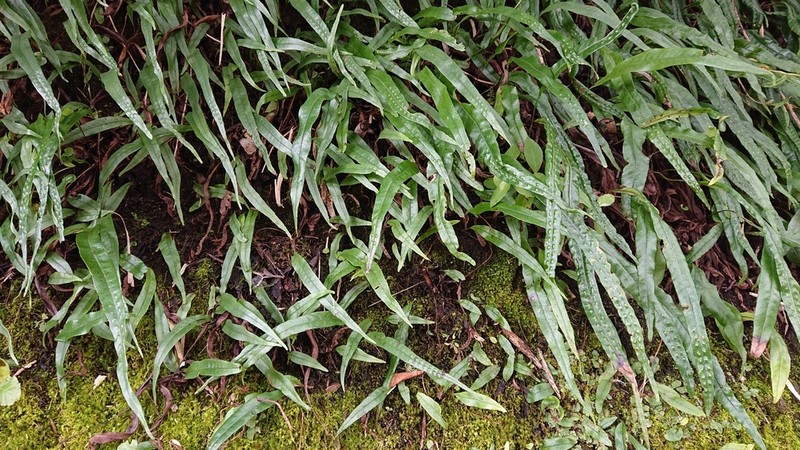 Lepisorus pseudoussuriensis photo 6