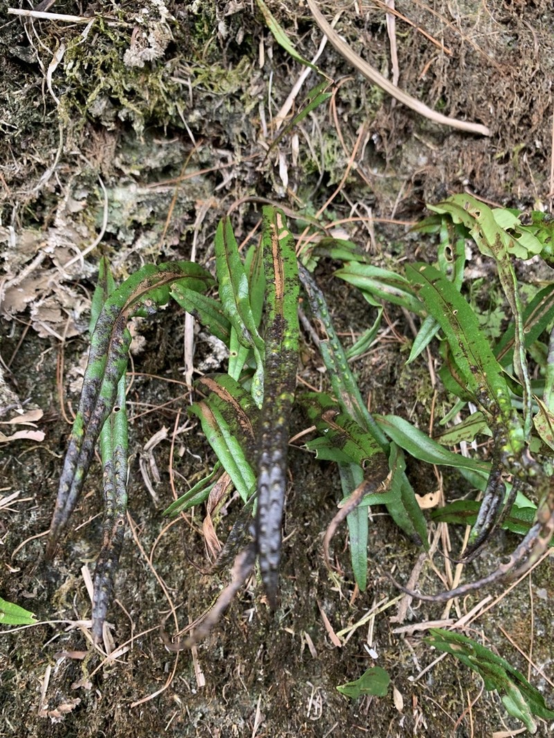Lepisorus pseudoussuriensis photo 7
