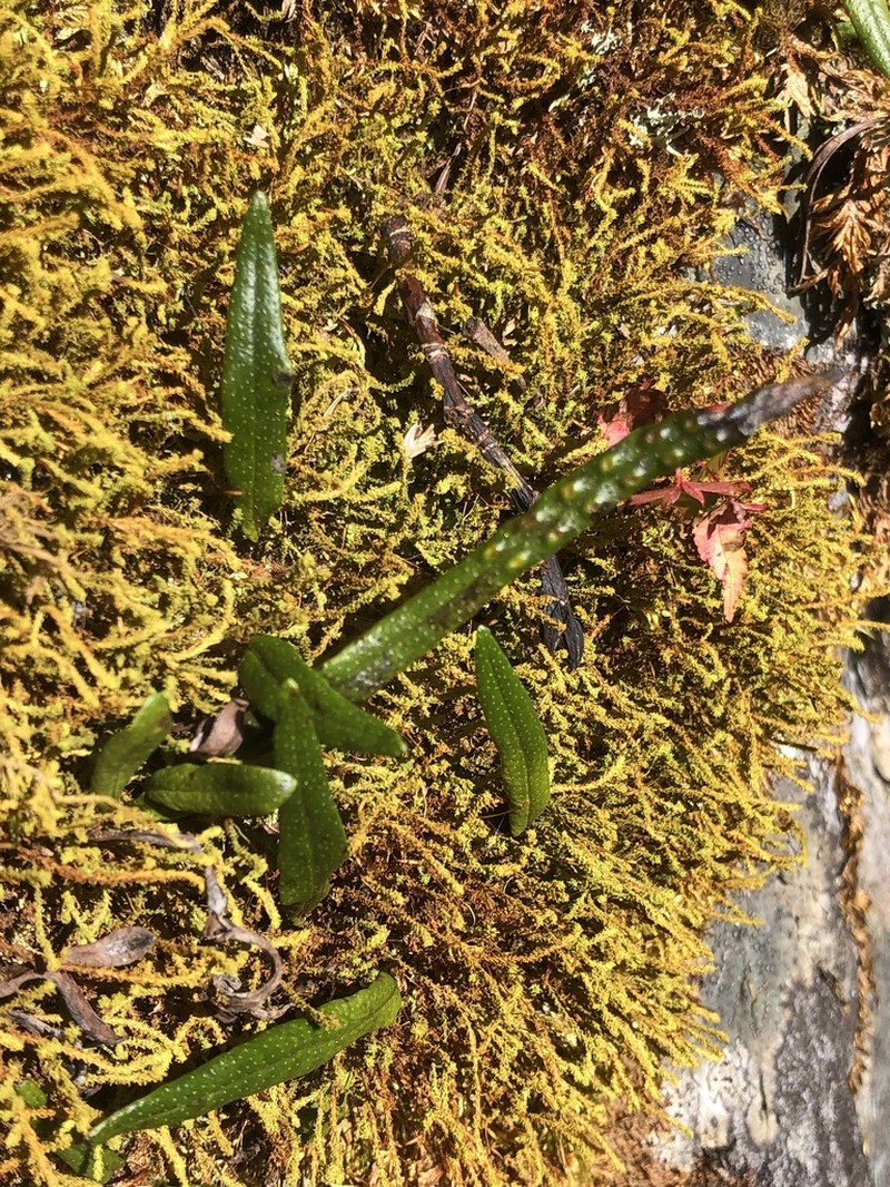 Lepisorus pseudoussuriensis photo 8