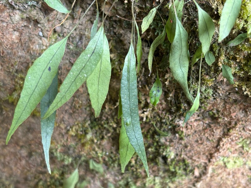 Lepisorus rostratus photo 2