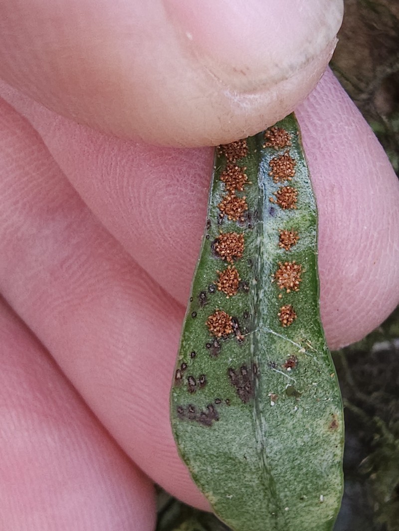Lepisorus rostratus photo 3