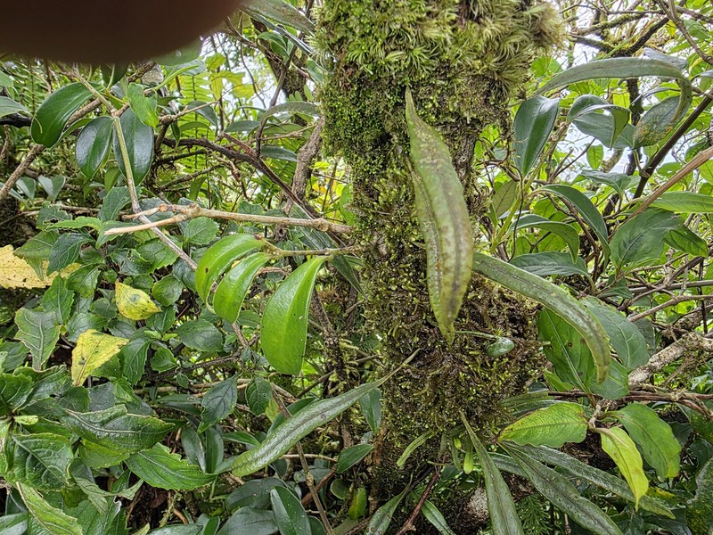 Lepisorus rostratus photo 4