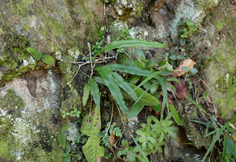 Lepisorus schraderi photo 2