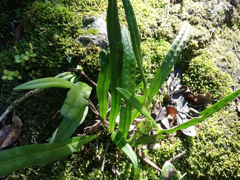 Lepisorus schraderi photo 3