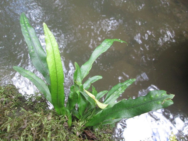 Lepisorus schraderi photo 4
