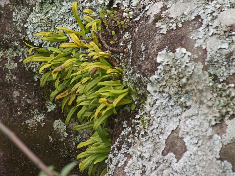 Lepisorus schraderi photo 5