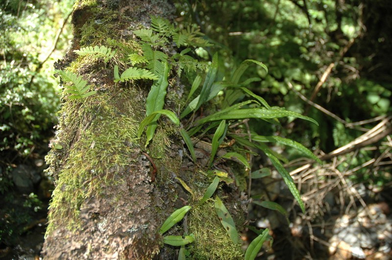 Lepisorus schraderi photo 6