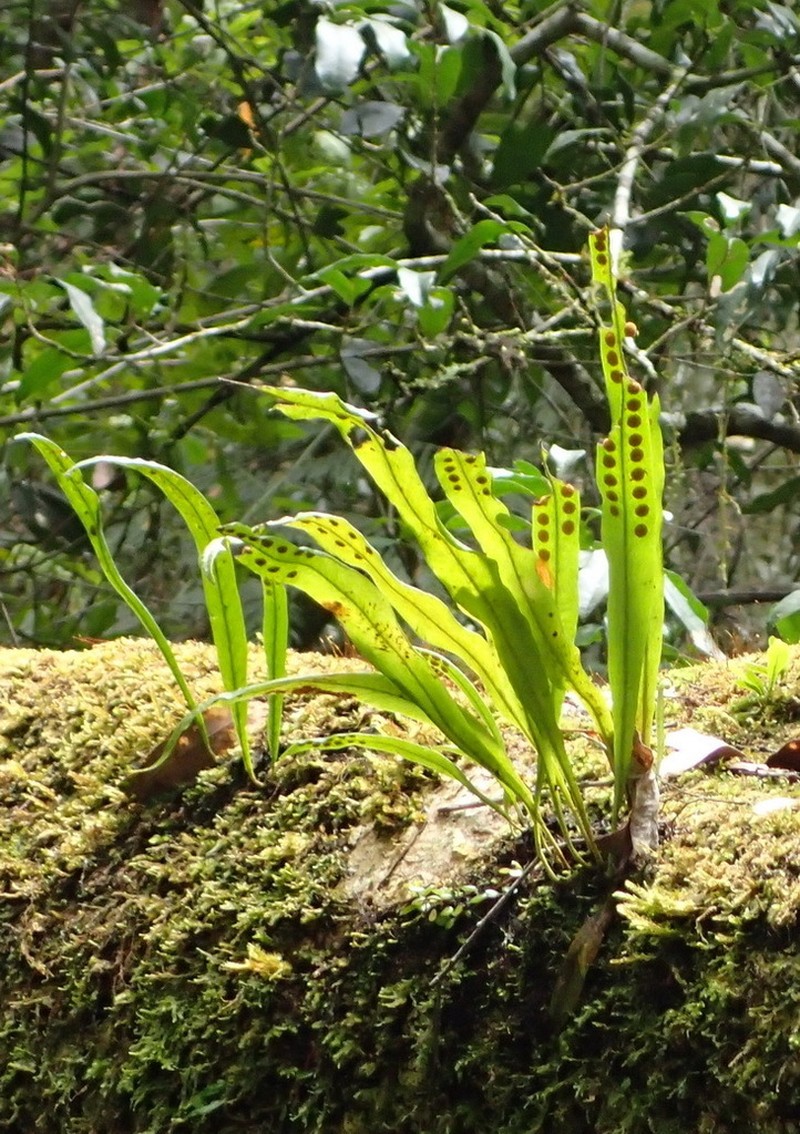 Lepisorus schraderi photo 7