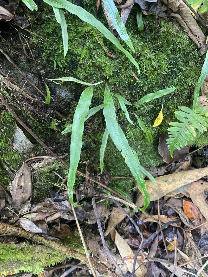 Lepisorus sinensis