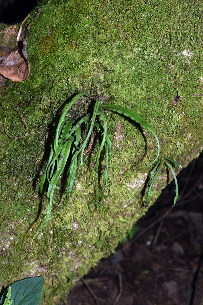 Lepisorus sinensis photo 2