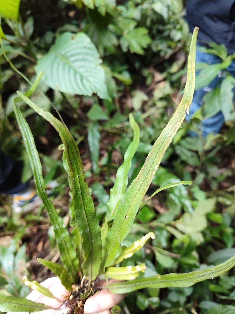 Lepisorus sinensis photo 3
