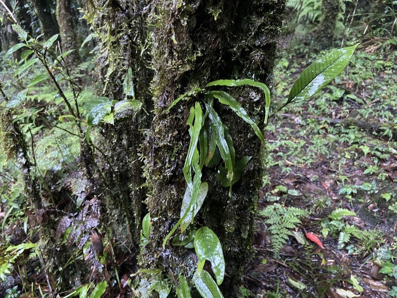 Lepisorus sinensis photo 4
