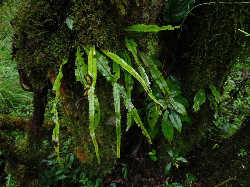 Lepisorus sinensis photo 5