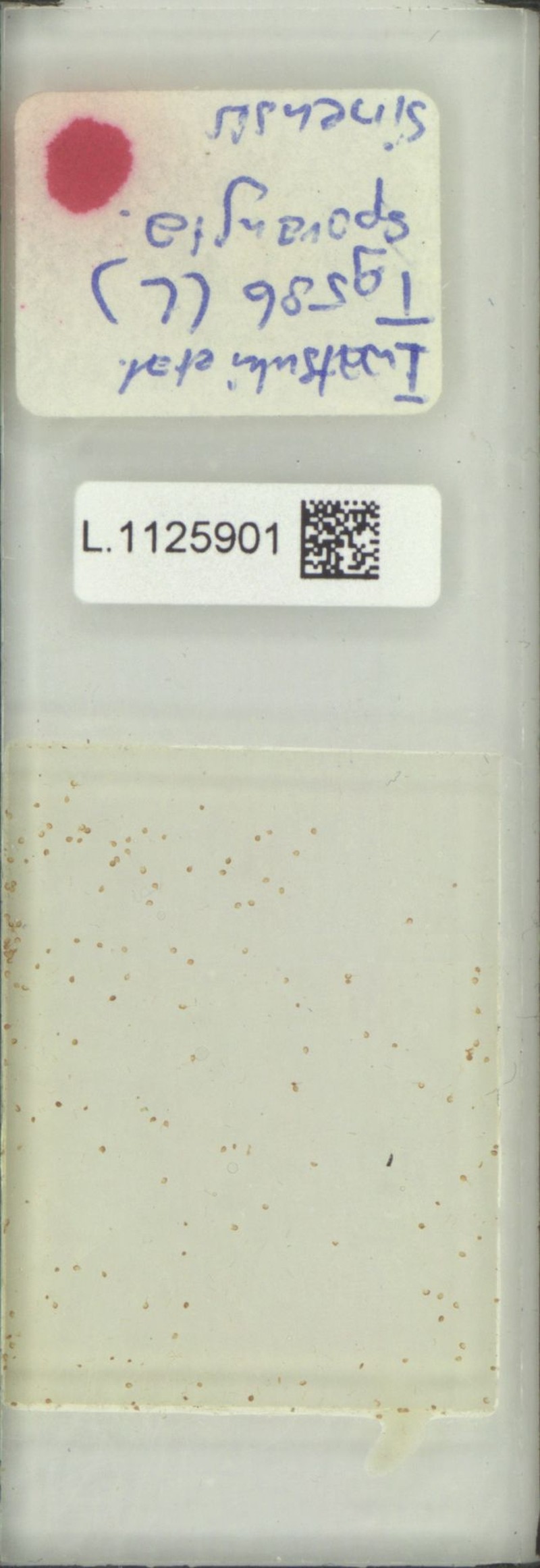 Lepisorus sinensis photo 6