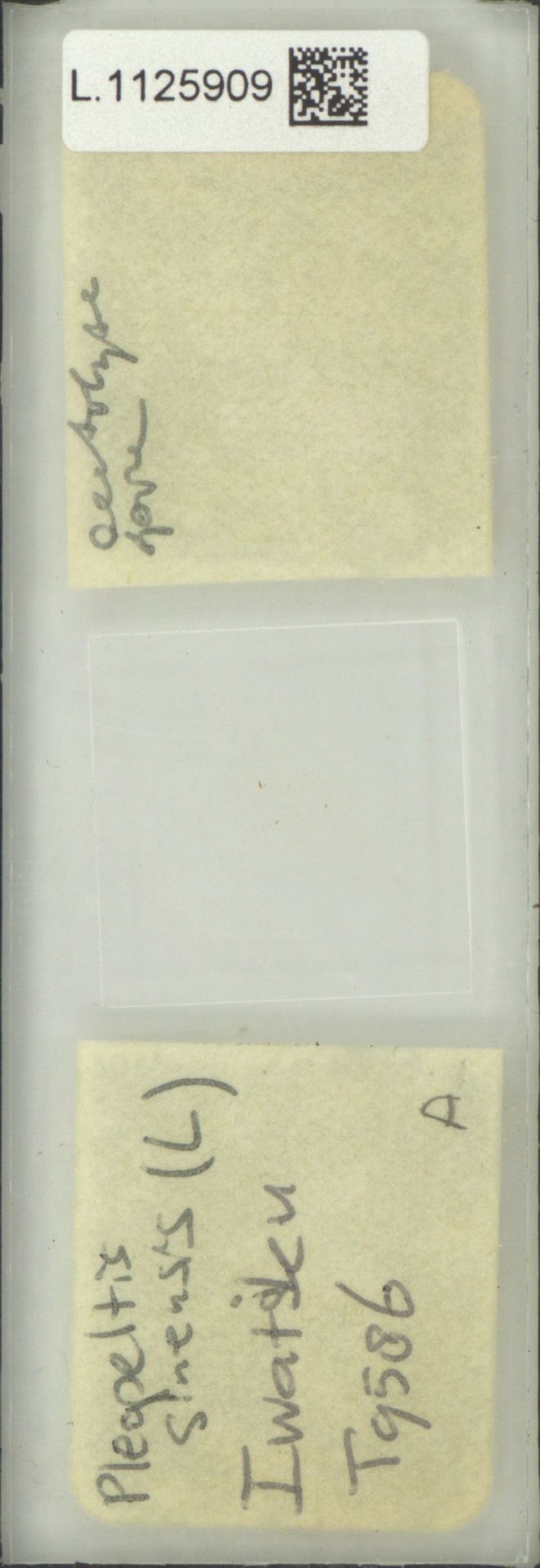 Lepisorus sinensis photo 7