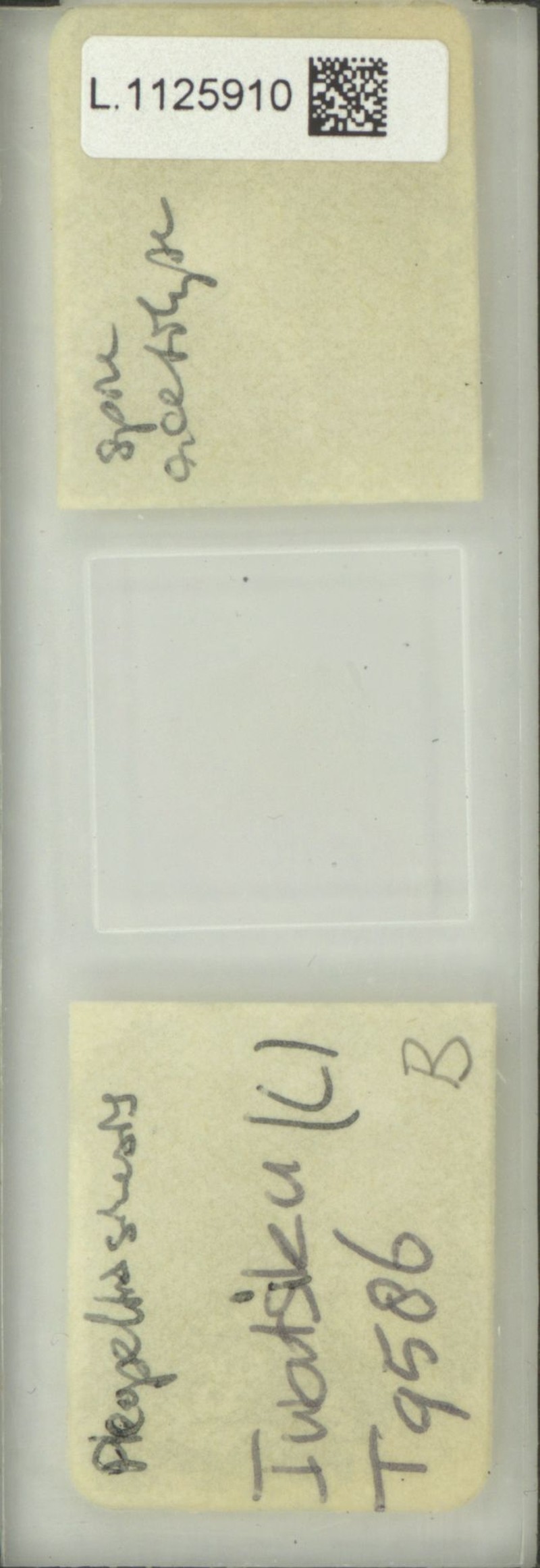 Lepisorus sinensis photo 8