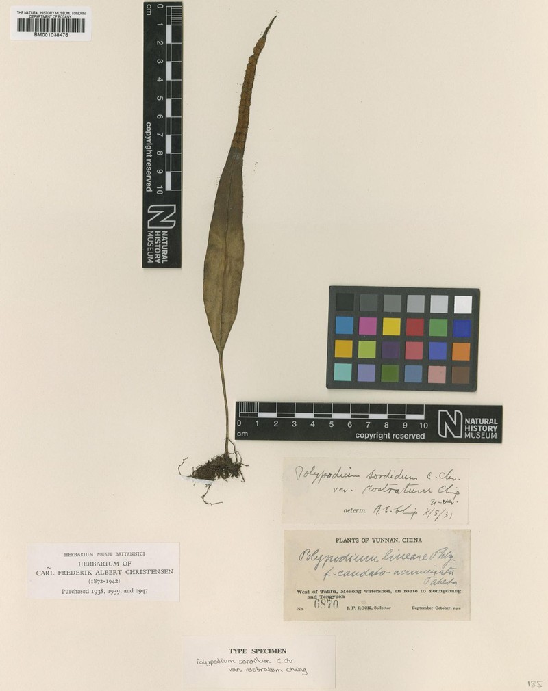 Lepisorus sordidus