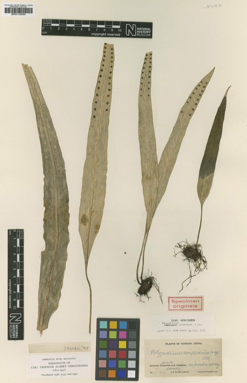 Lepisorus sordidus photo 2