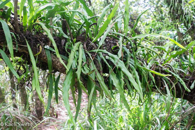 Lepisorus spicatus