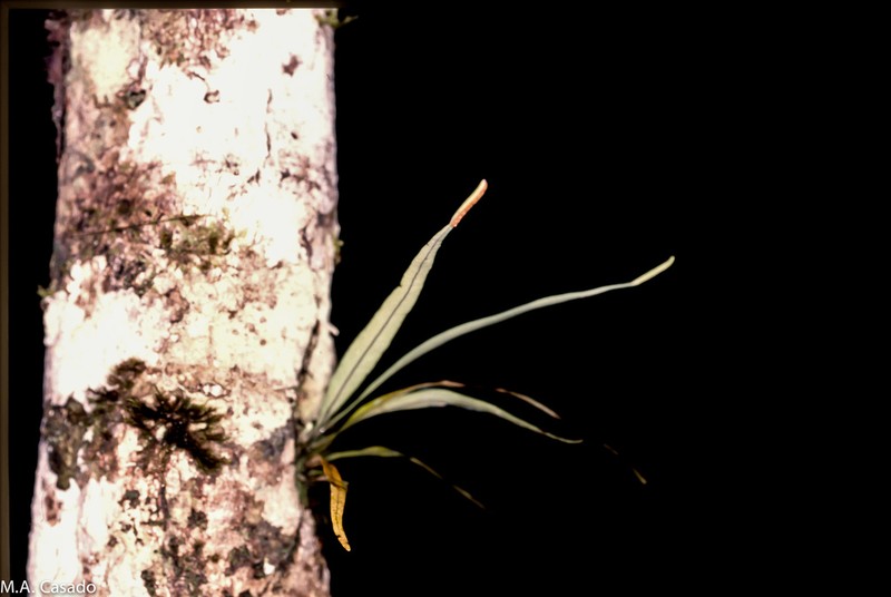 Lepisorus spicatus photo 2
