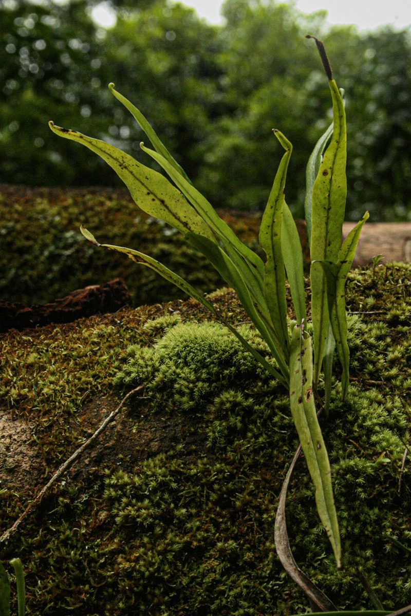 Lepisorus spicatus photo 3