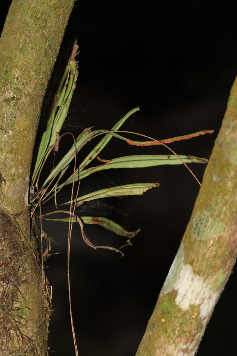 Lepisorus spicatus photo 4