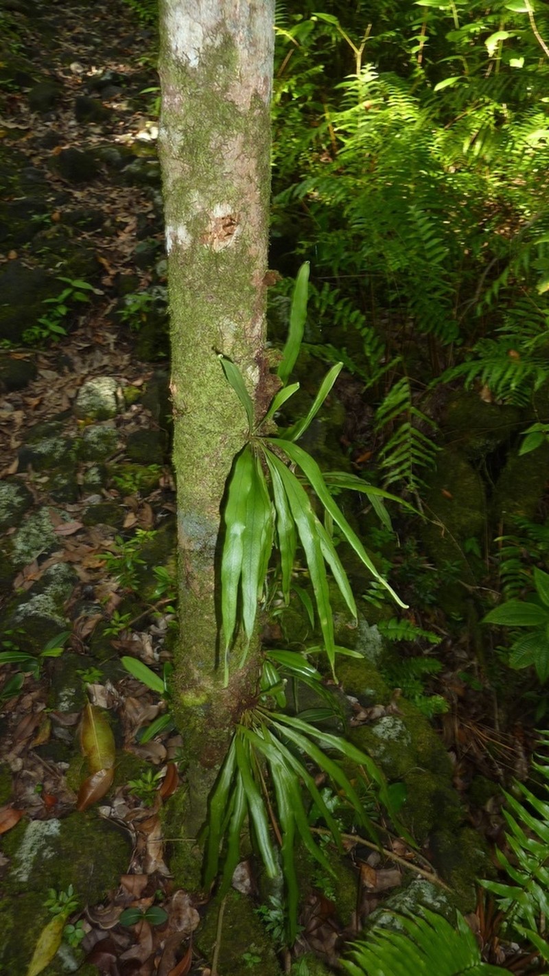 Lepisorus spicatus photo 6