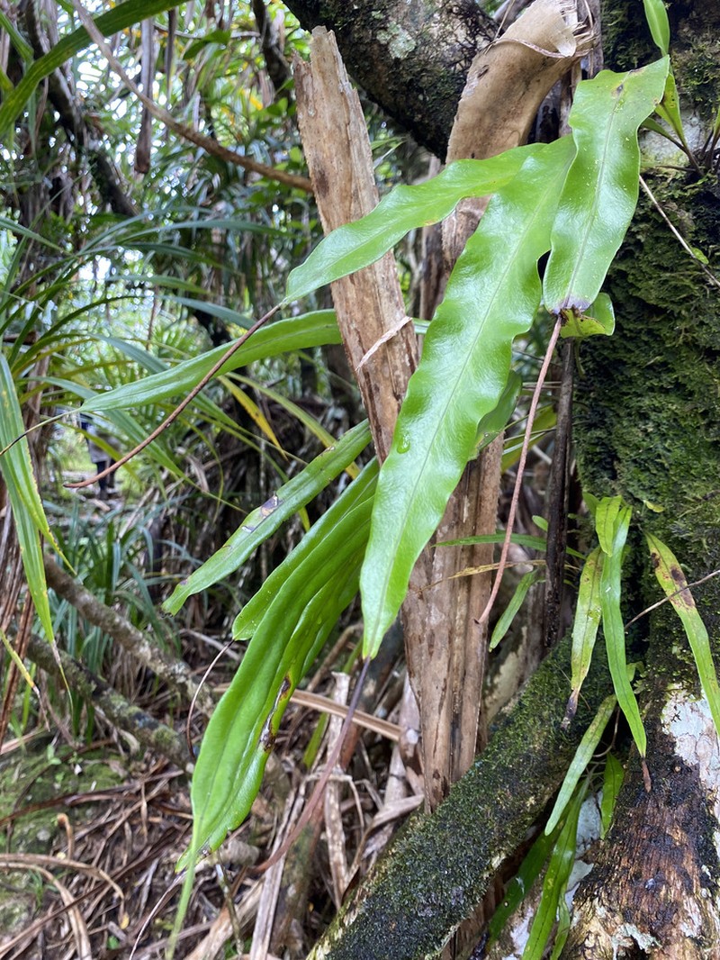 Lepisorus spicatus photo 7