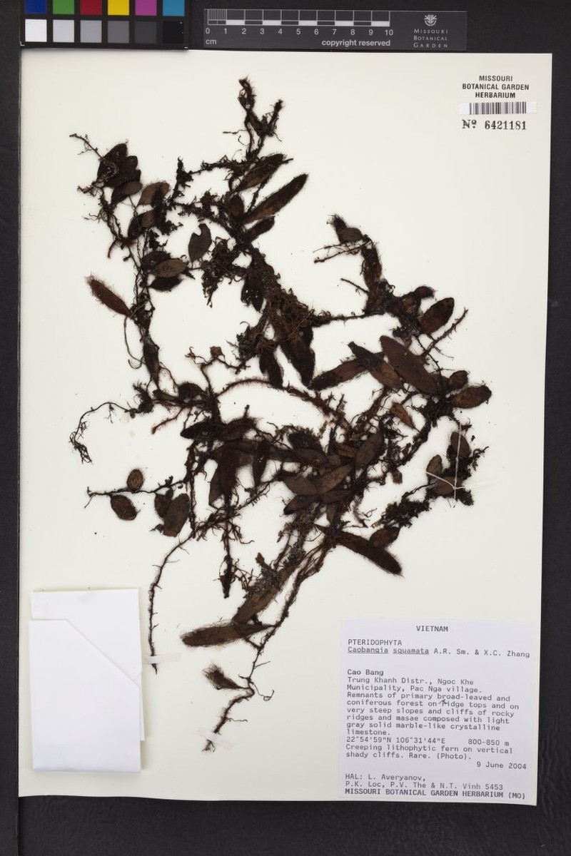 Lepisorus squamatus