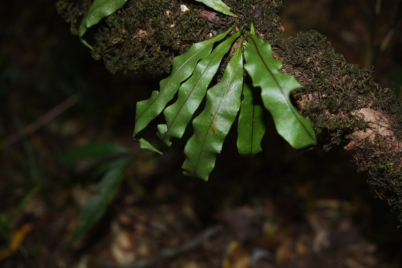 Lepisorus sublinearis