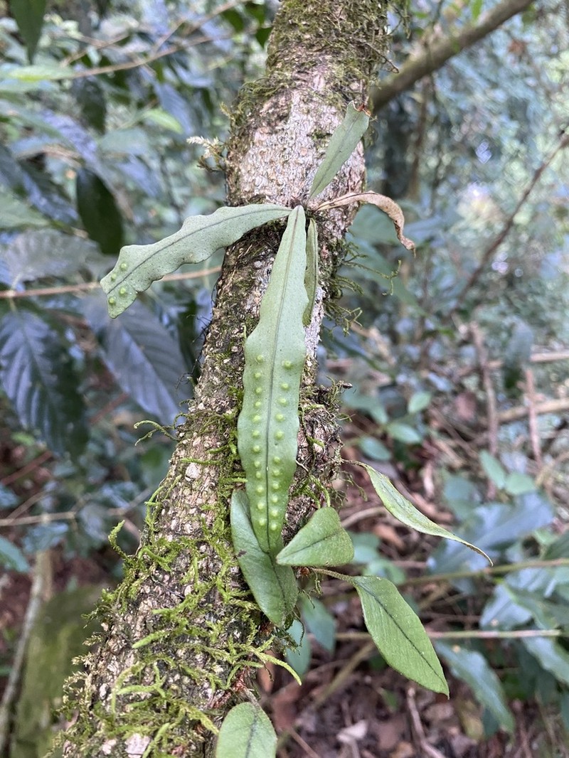 Lepisorus sublinearis photo 2