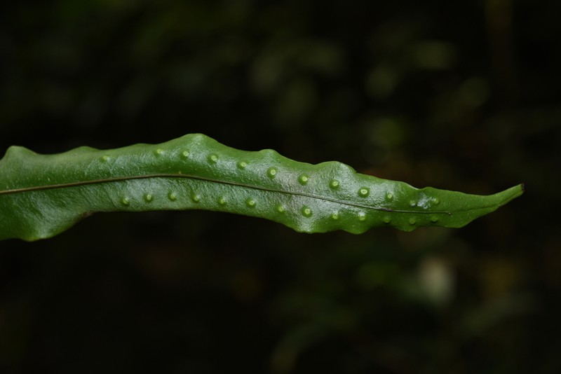 Lepisorus sublinearis photo 3