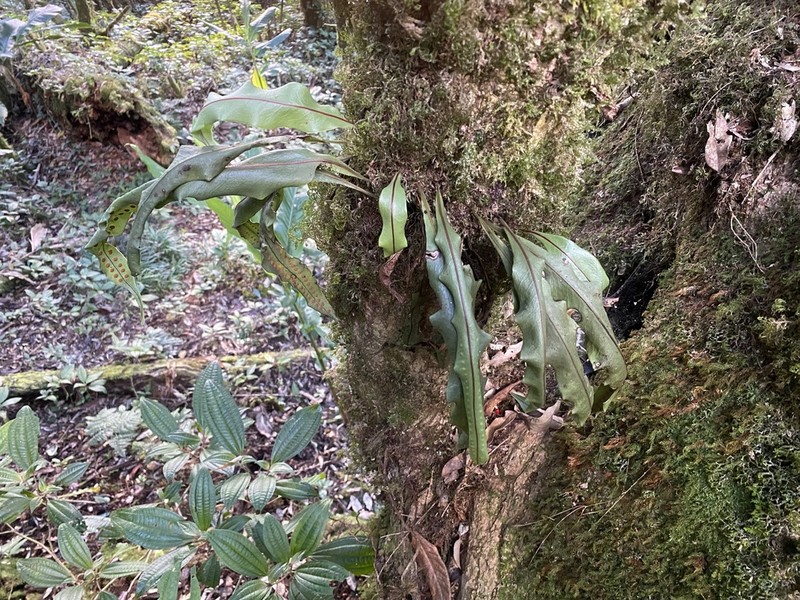 Lepisorus sublinearis photo 4