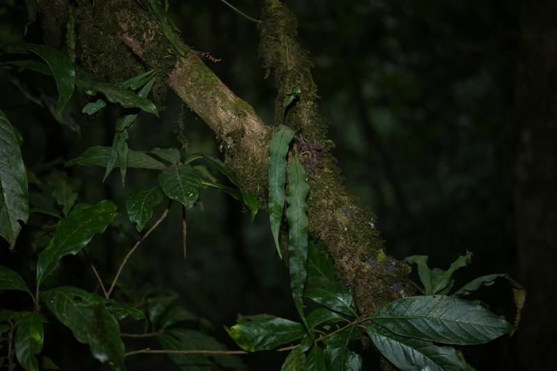Lepisorus sublinearis photo 5