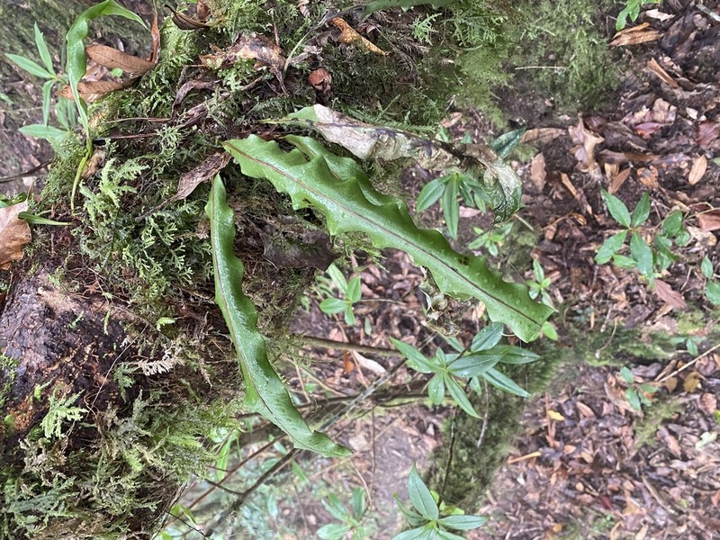 Lepisorus sublinearis photo 6