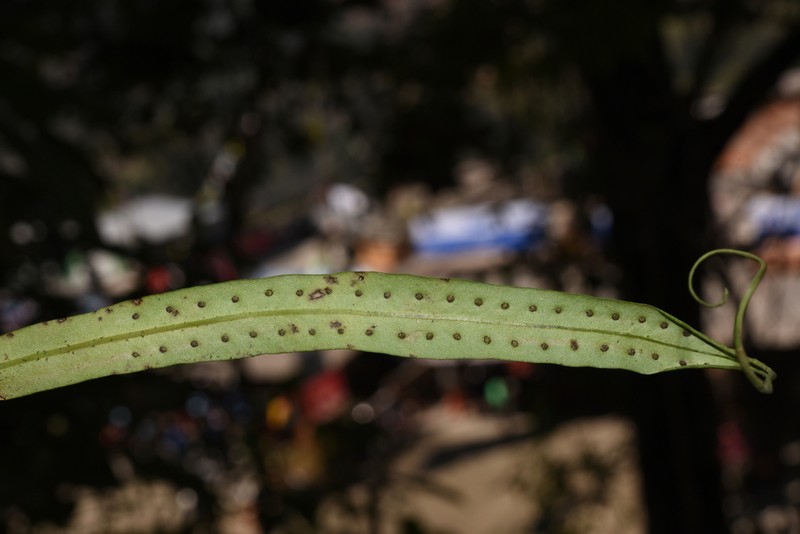 Lepisorus sublinearis photo 7