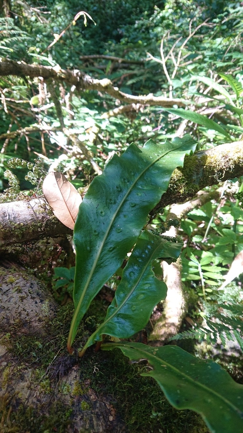 Lepisorus sublinearis photo 8