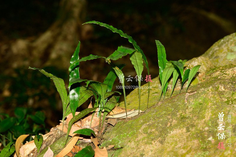 Lepisorus superficialis