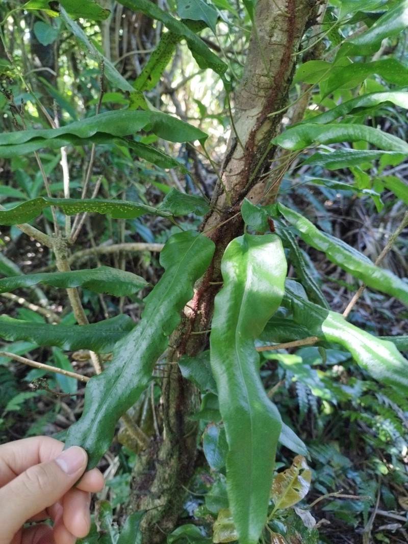 Lepisorus superficialis photo 2