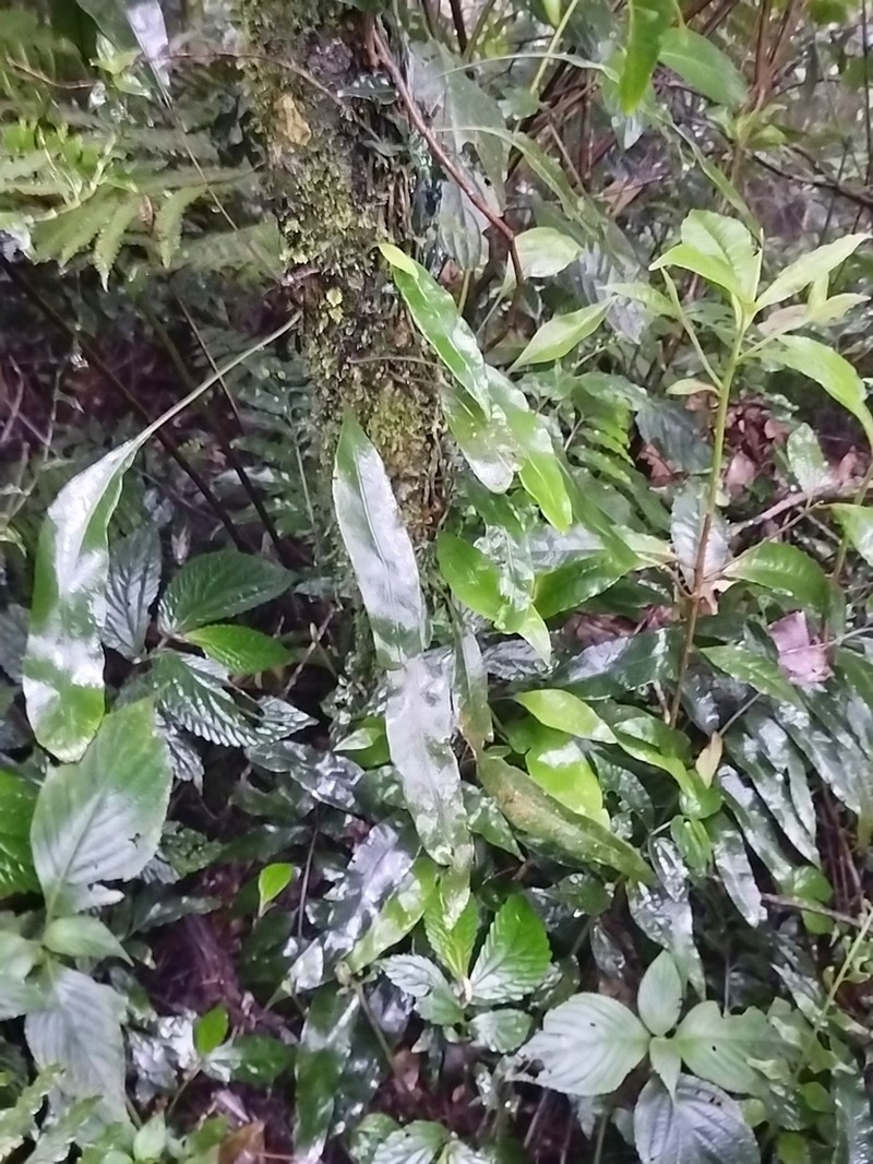 Lepisorus superficialis photo 3