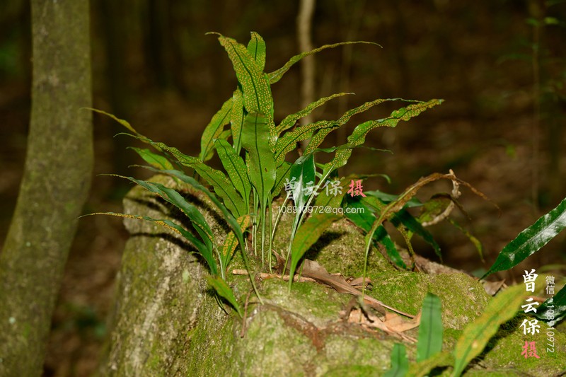 Lepisorus superficialis photo 5