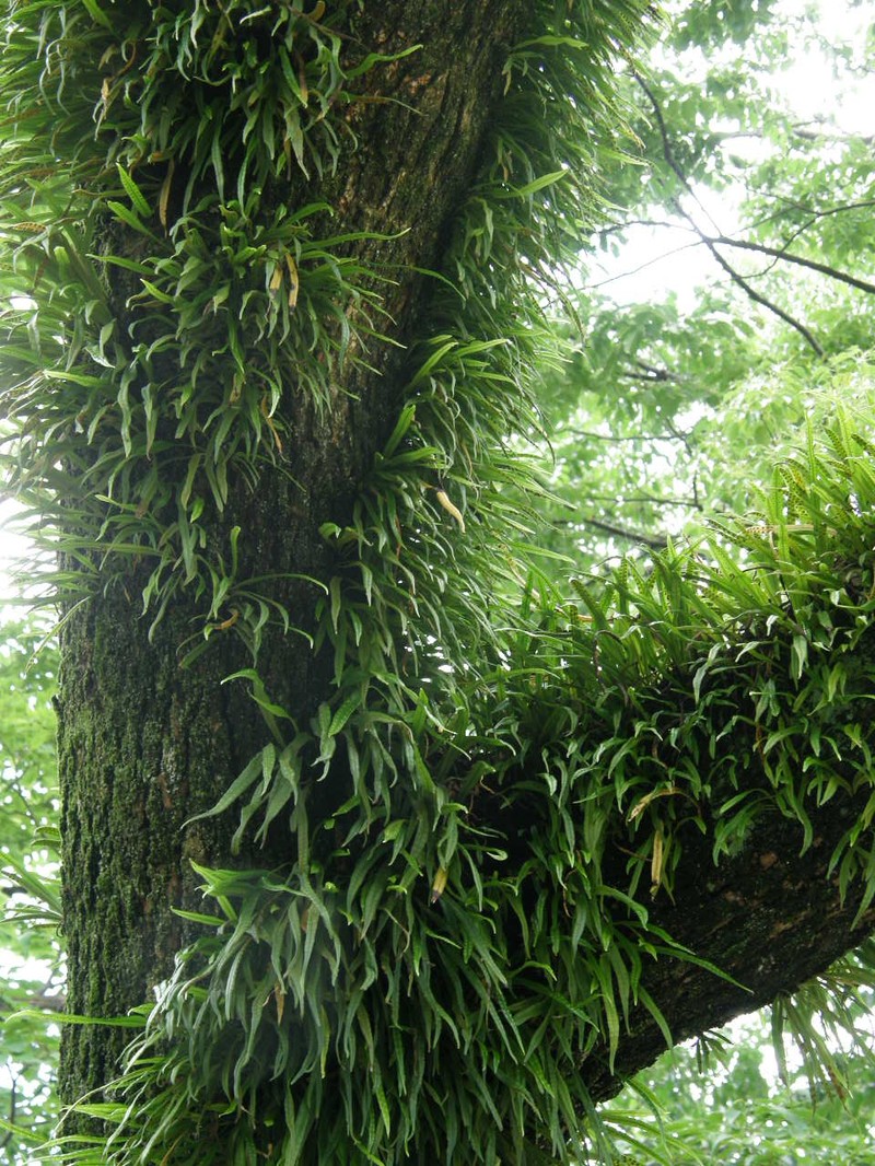 Weeping Fern