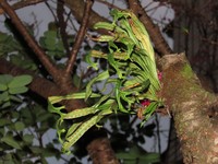 Weeping Fern