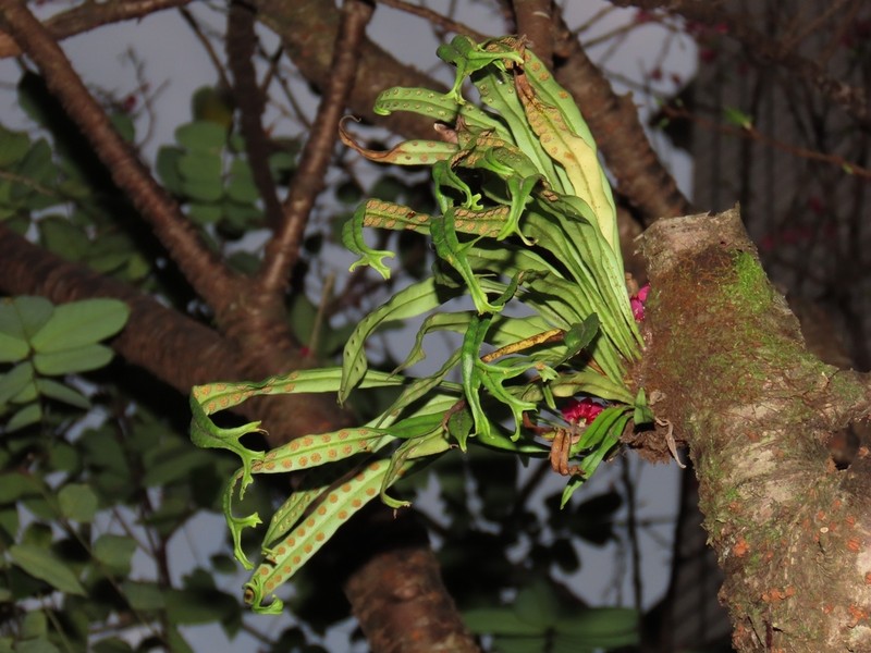 Weeping Fern